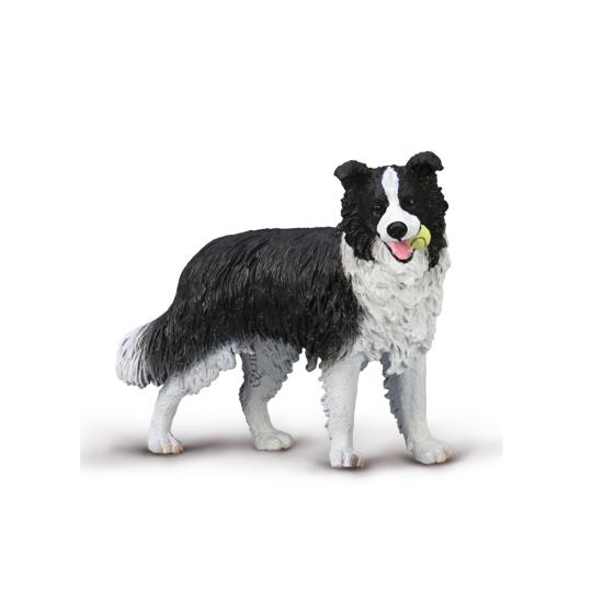 Border Collie Dog