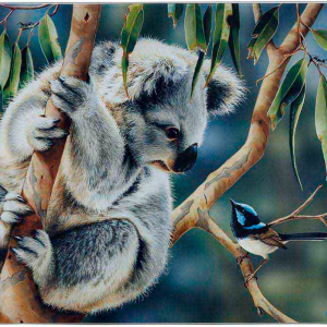 Fauna of Australia Surface Protector Koala & Wren