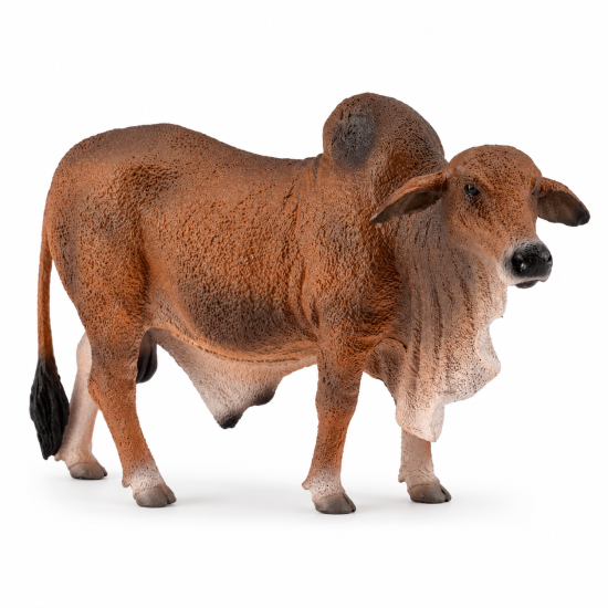 Red Brahman Bull