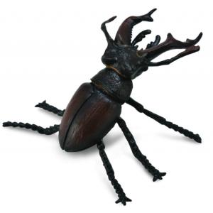 Stag Beetle