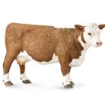 Hereford Cow