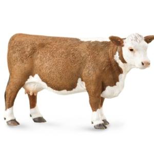 Hereford Cow