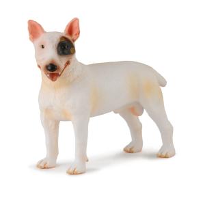 Bull Terrier Male