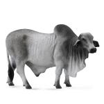 Grey Brahman Bull