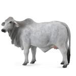 Grey Brahman Cow