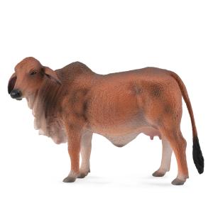 Red Brahman Cow