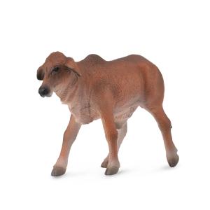 Red Brahman Calf